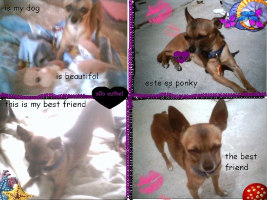 ponky jugando y descansando
te quiero muzzo0 ponkii ponky jugando y descansando
te quiero muzzo0 ponkii